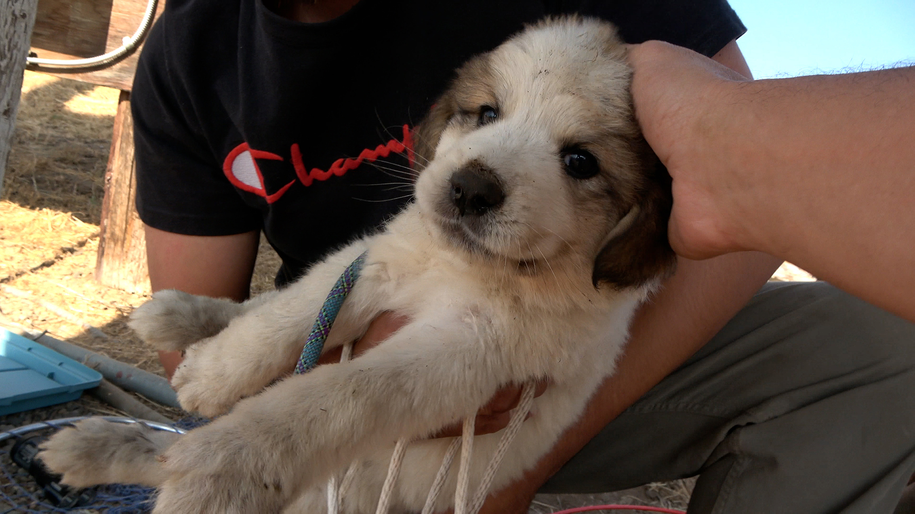 rescued little dog from the well