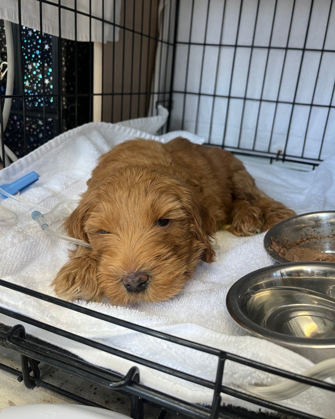 sick puppy in a kennel