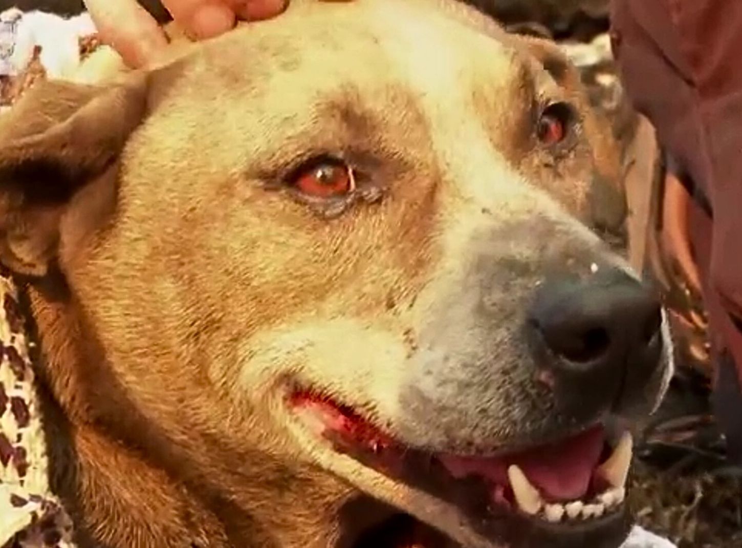 smiling brown dog