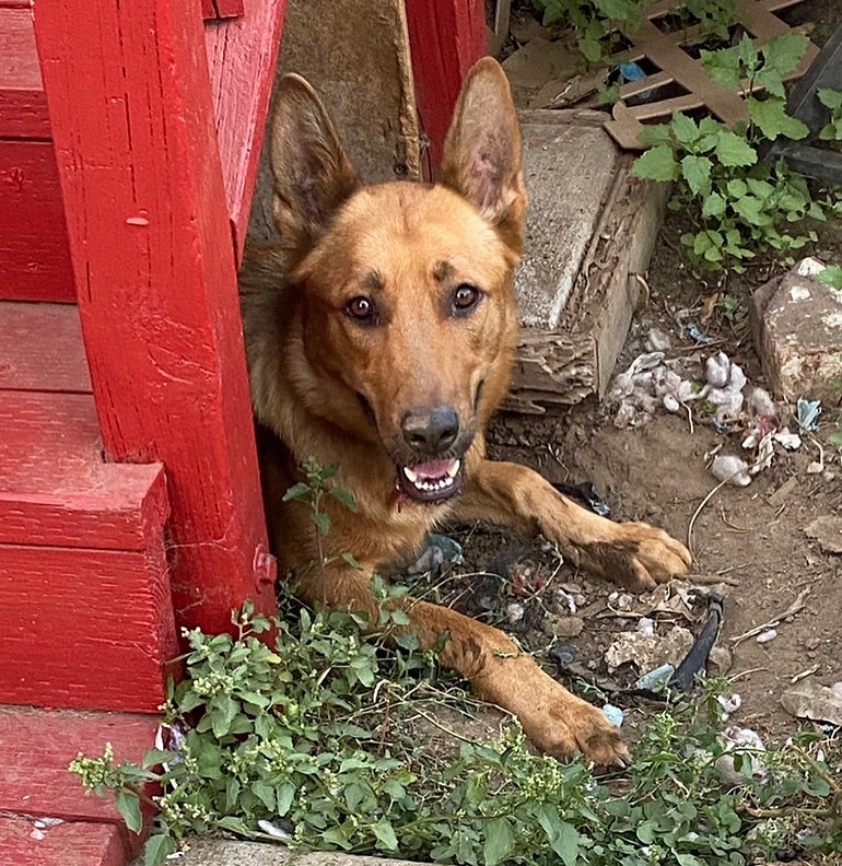 sweet dog laying in dogs house