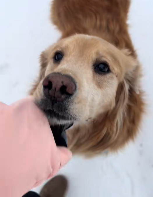 sweet dog on a snow