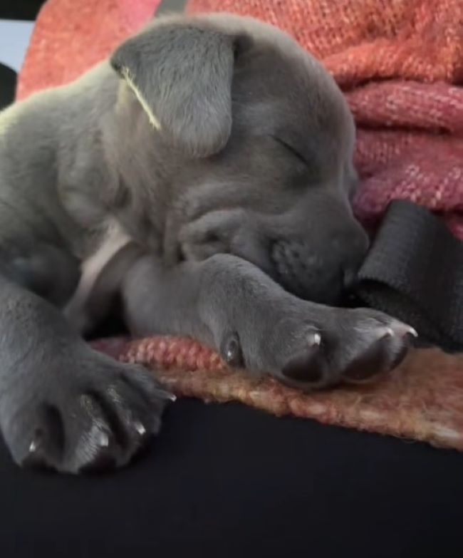 sweet gray puppy sleeping