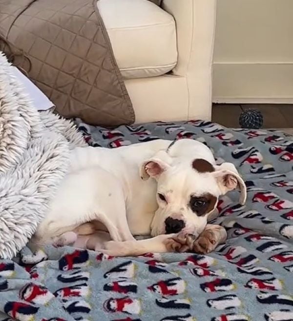 sweet white dog laying down