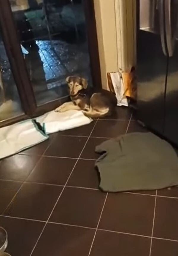 the dog is lying on the tiles next to the balcony door