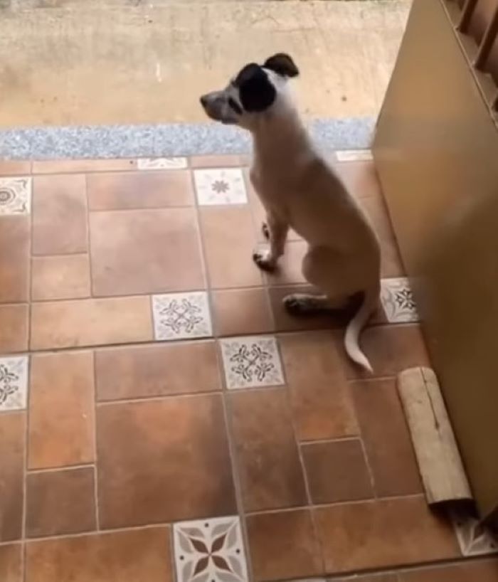 the dog is sitting on the tiles