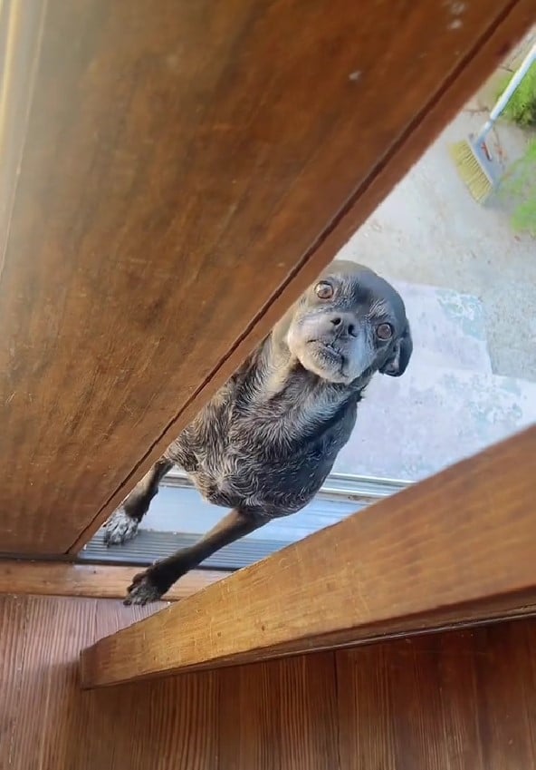 the dog is standing in front of the open door