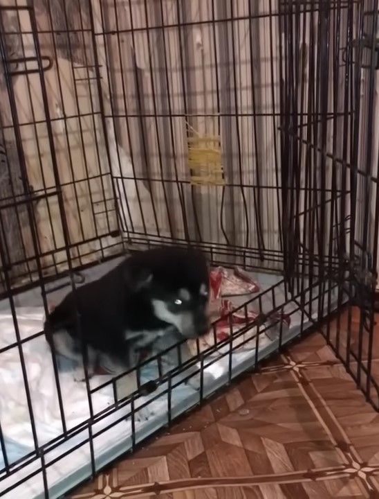 the dog is trying to get out of the cage