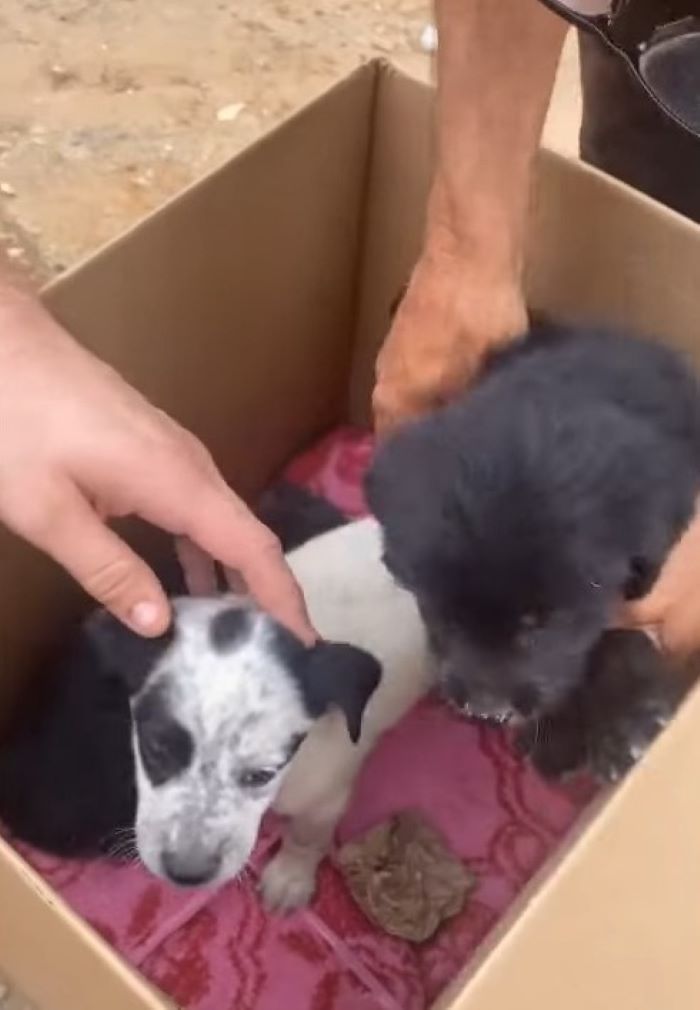 three cute puppies in a cardboard box