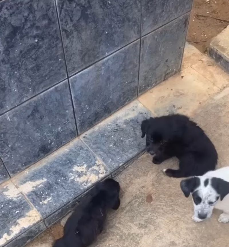 three cute puppies