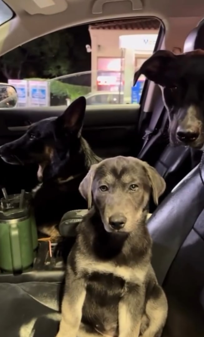 three dogs in a car