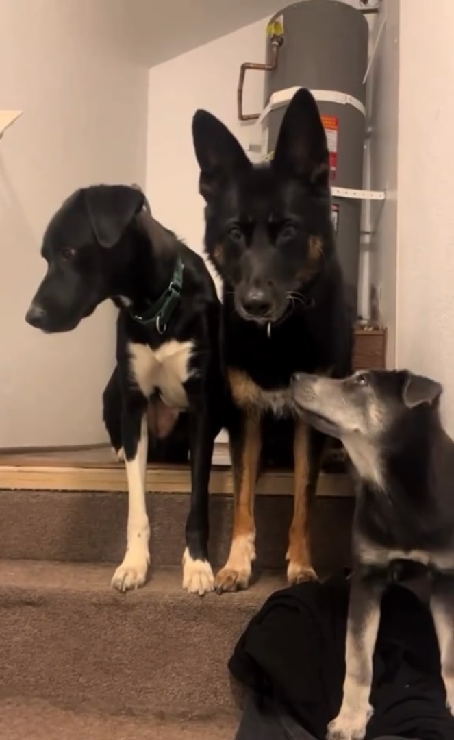 three dogs indoors