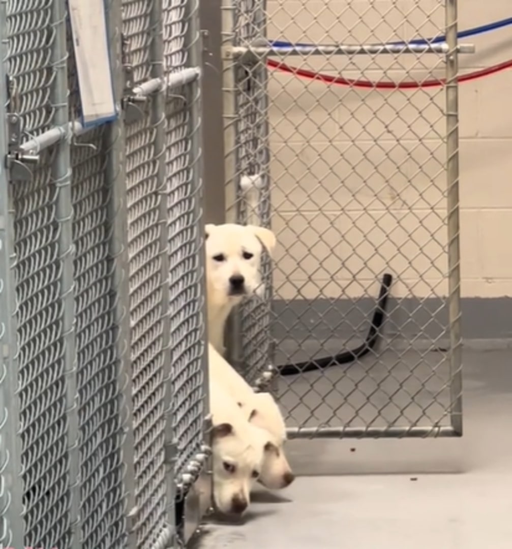 three puppies peeking out of a cage in a shelter