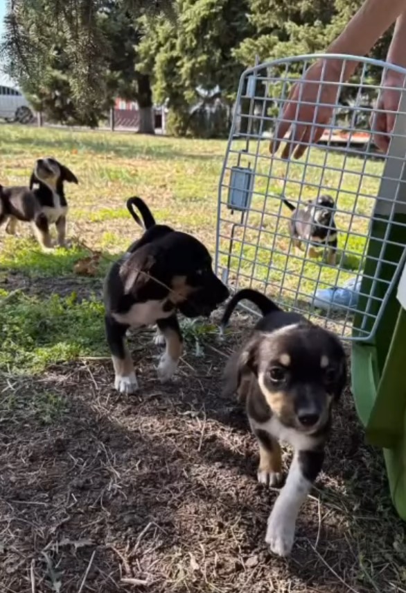 tiny puppies came from cage