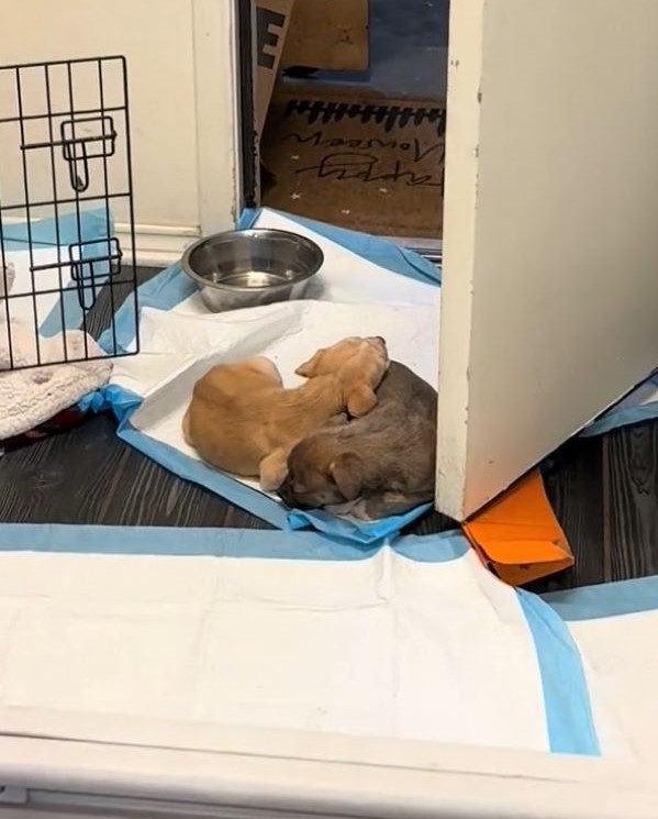 two cute puppies sleeping