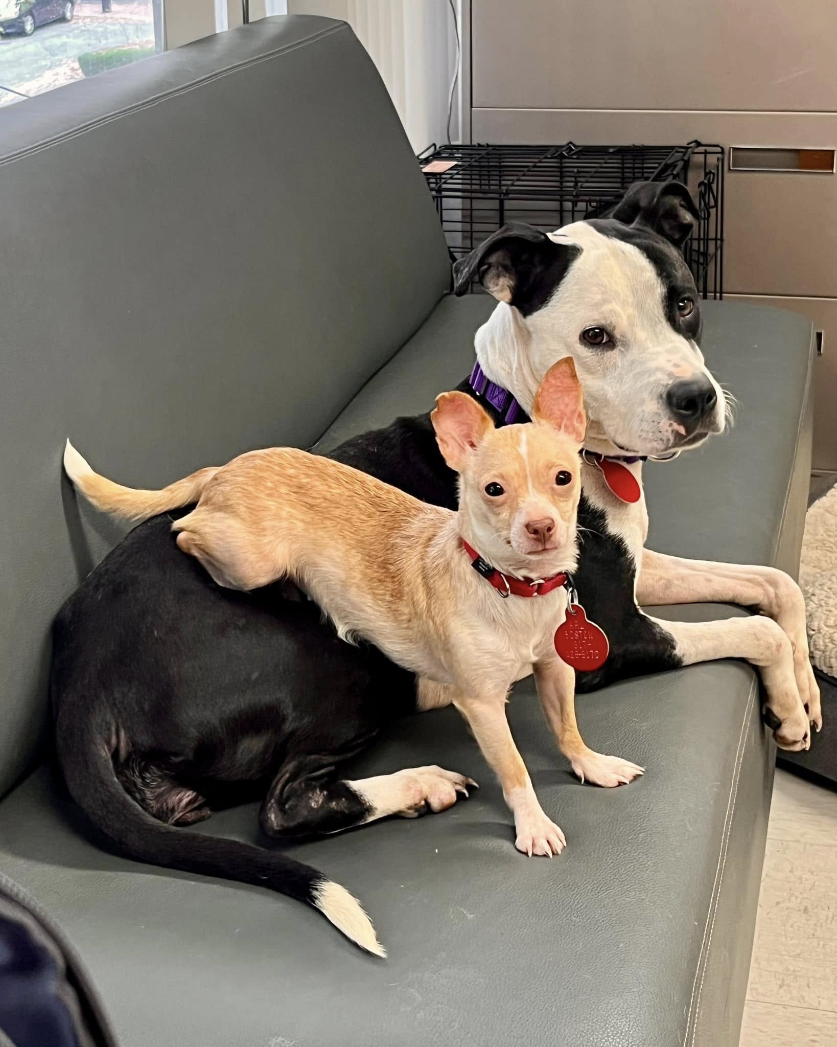 two dogs are lying on the couch