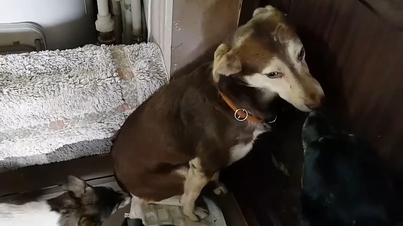 two dogs are sniffing each other