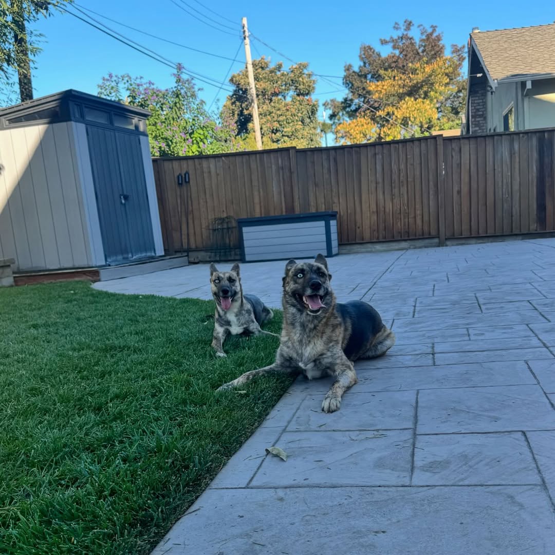 two dogs in yard