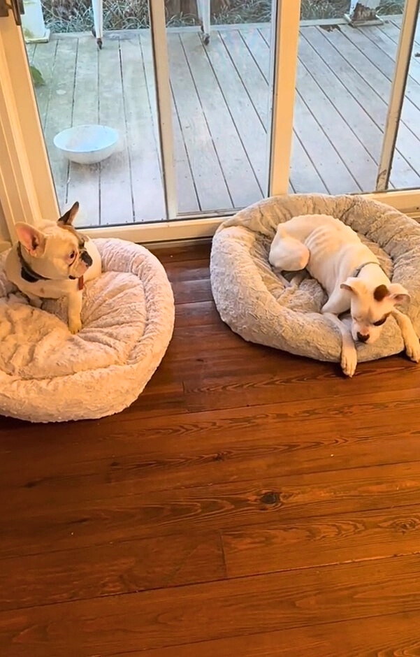 two dogs laying near door