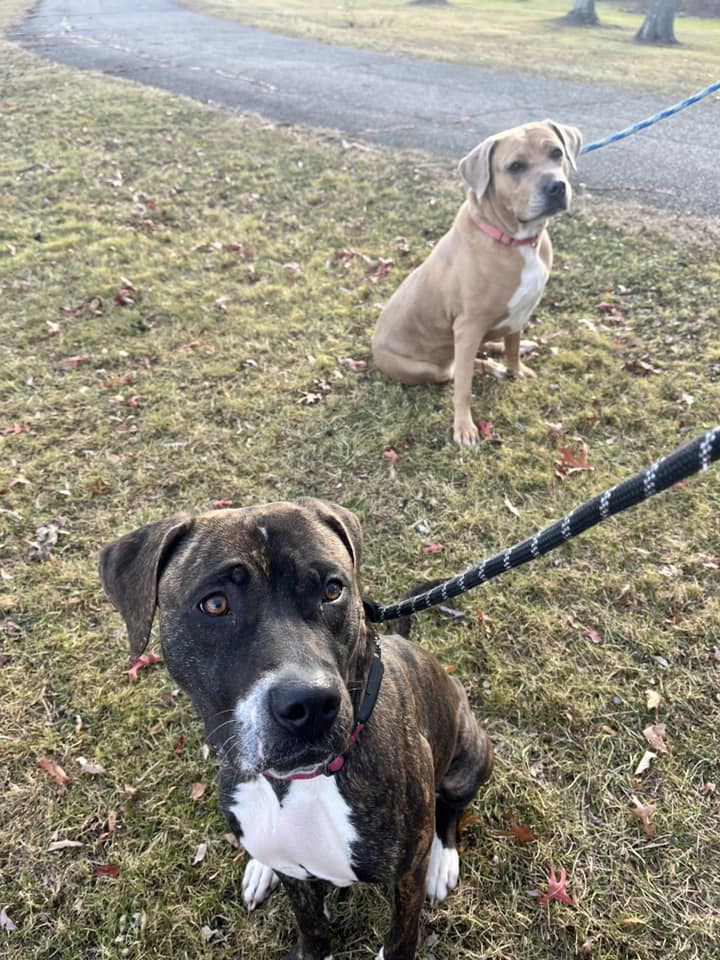 two dogs on a leash