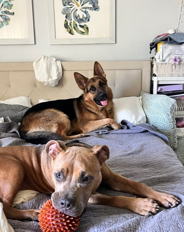 two dogs on bed