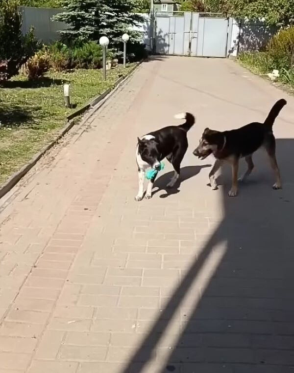 two dogs playing in the yard