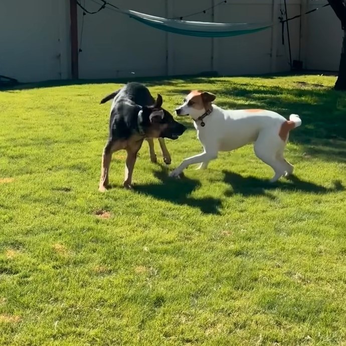 two playful dogs in the garden