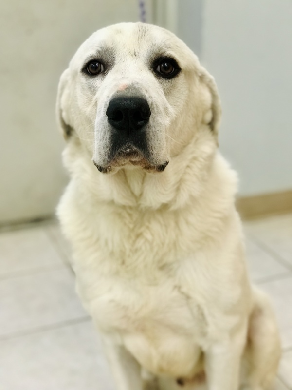 very cute white dog