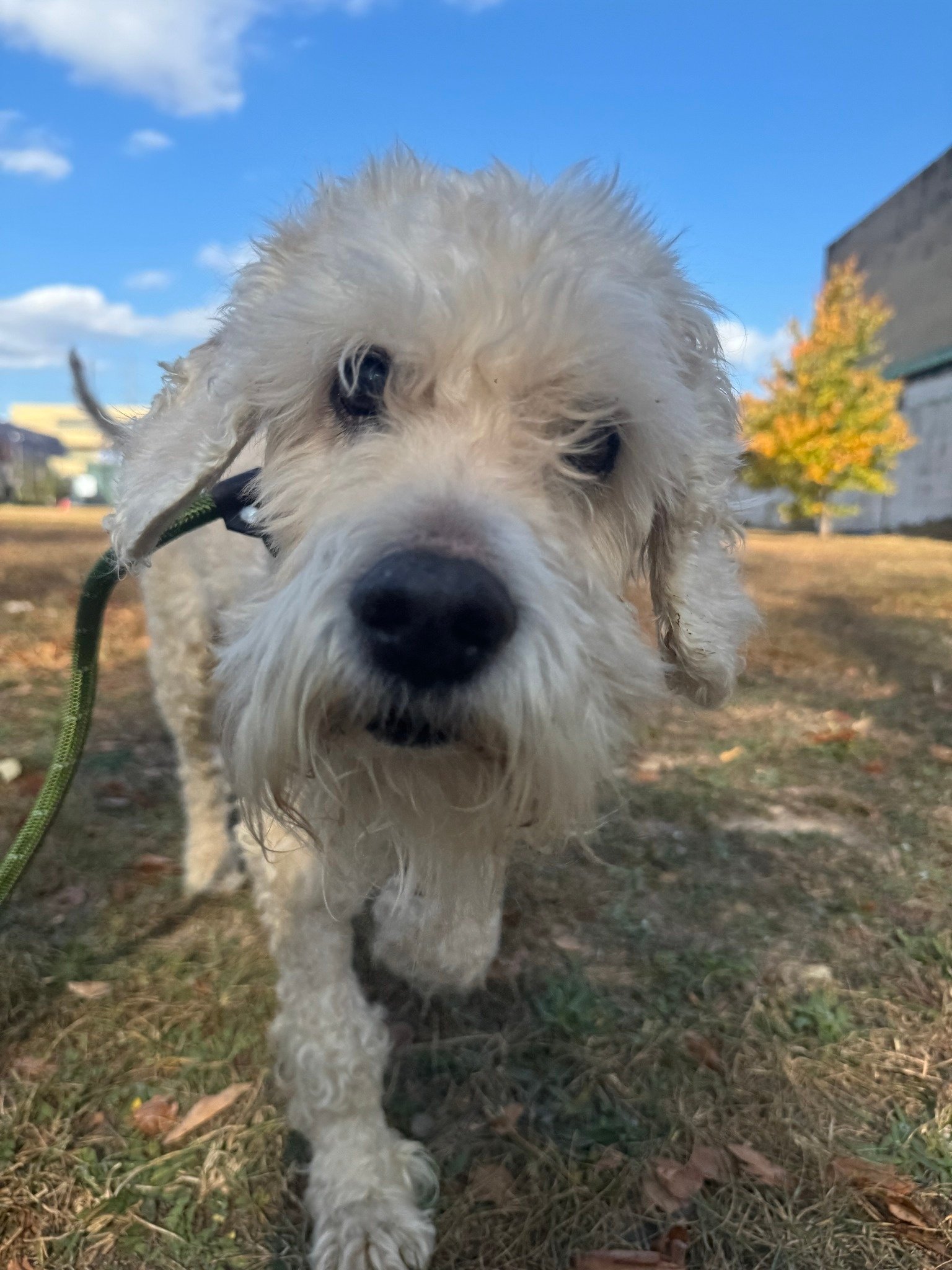 very sweet white dog