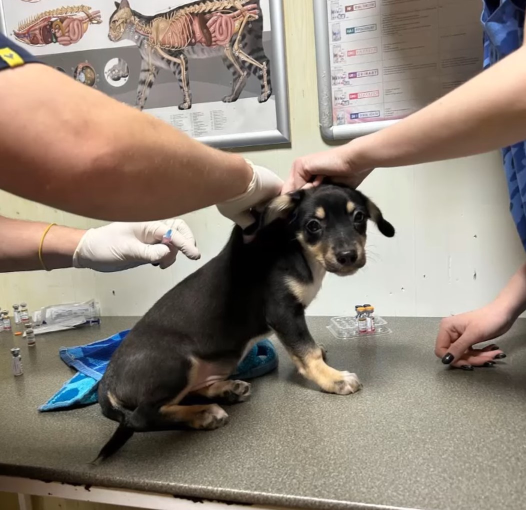 Six Tiny Puppies Dumped Near The Highway Curled Up Together To Survive Fear And Uncertainty veterinarian giving injection to puppy