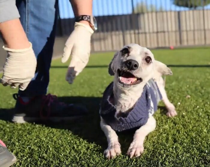 white cheerful dog sitting on the grass