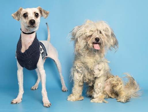 white dog before and after haircut