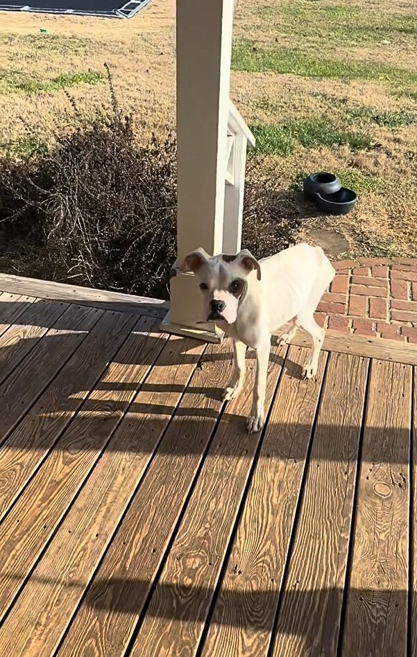 white dog in garden