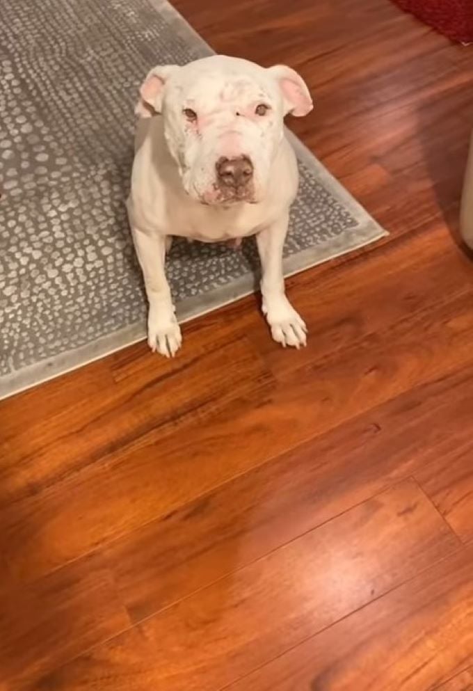 white dog sitting on the carpet