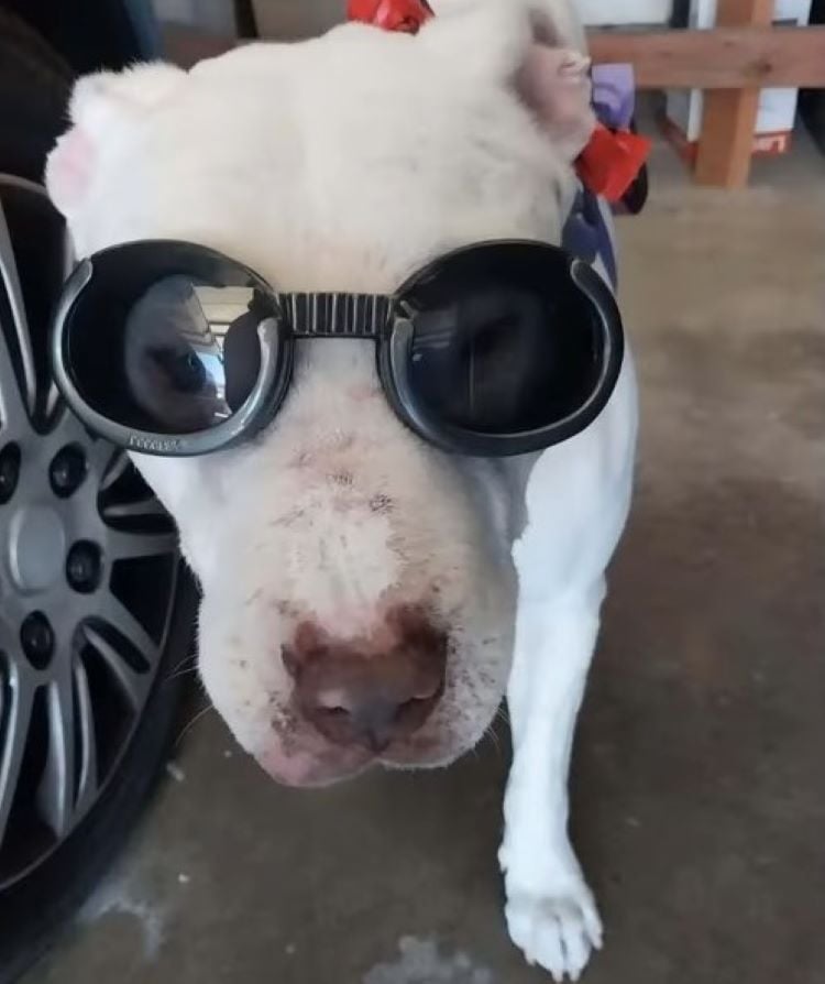 white dog with black glasses