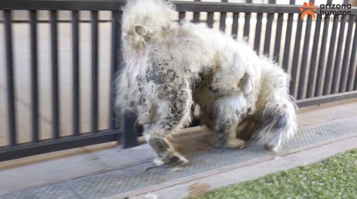 white dog with shedding fur