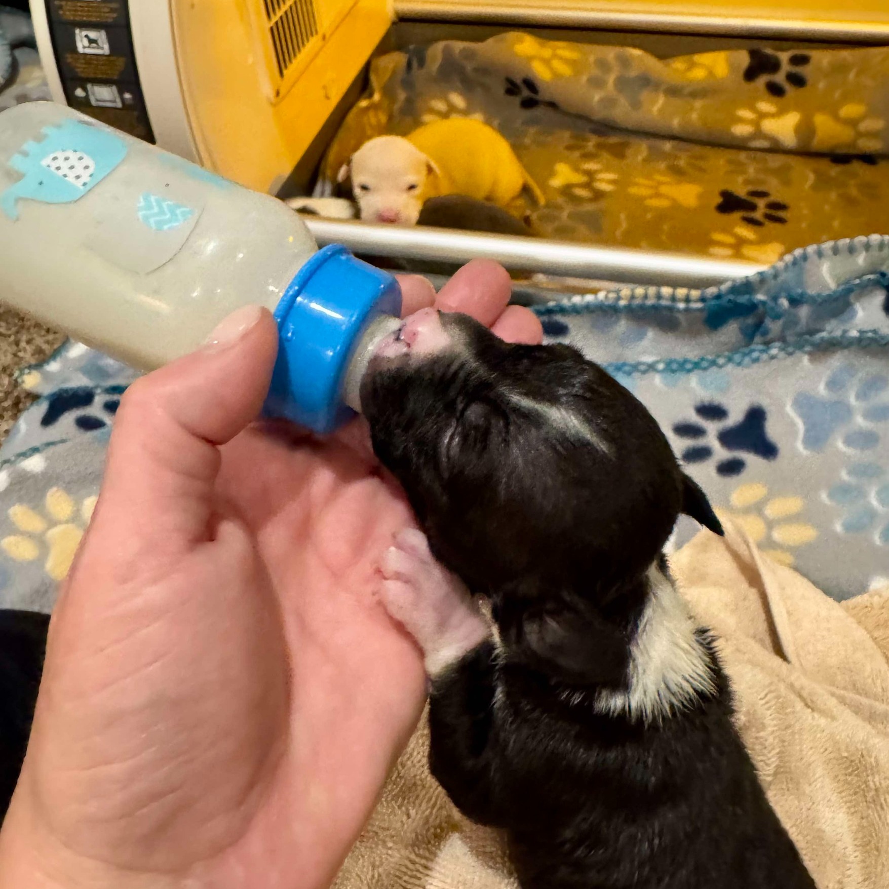 woman feeding a baby dog