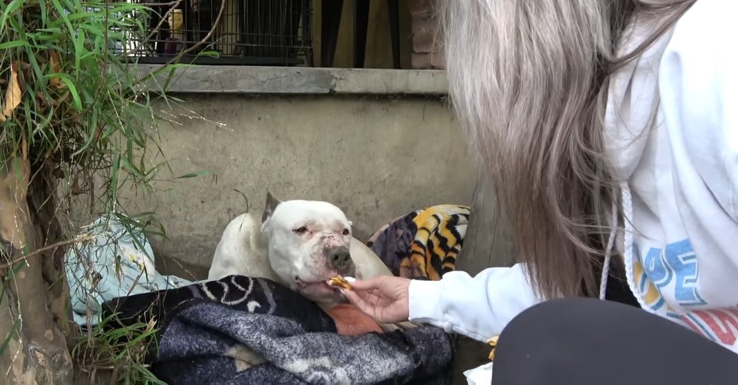 woman feeding the dog