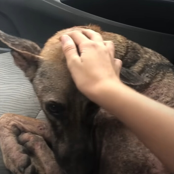 woman petting a sweet dog