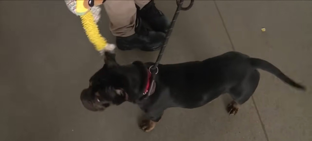 woman walking black dog