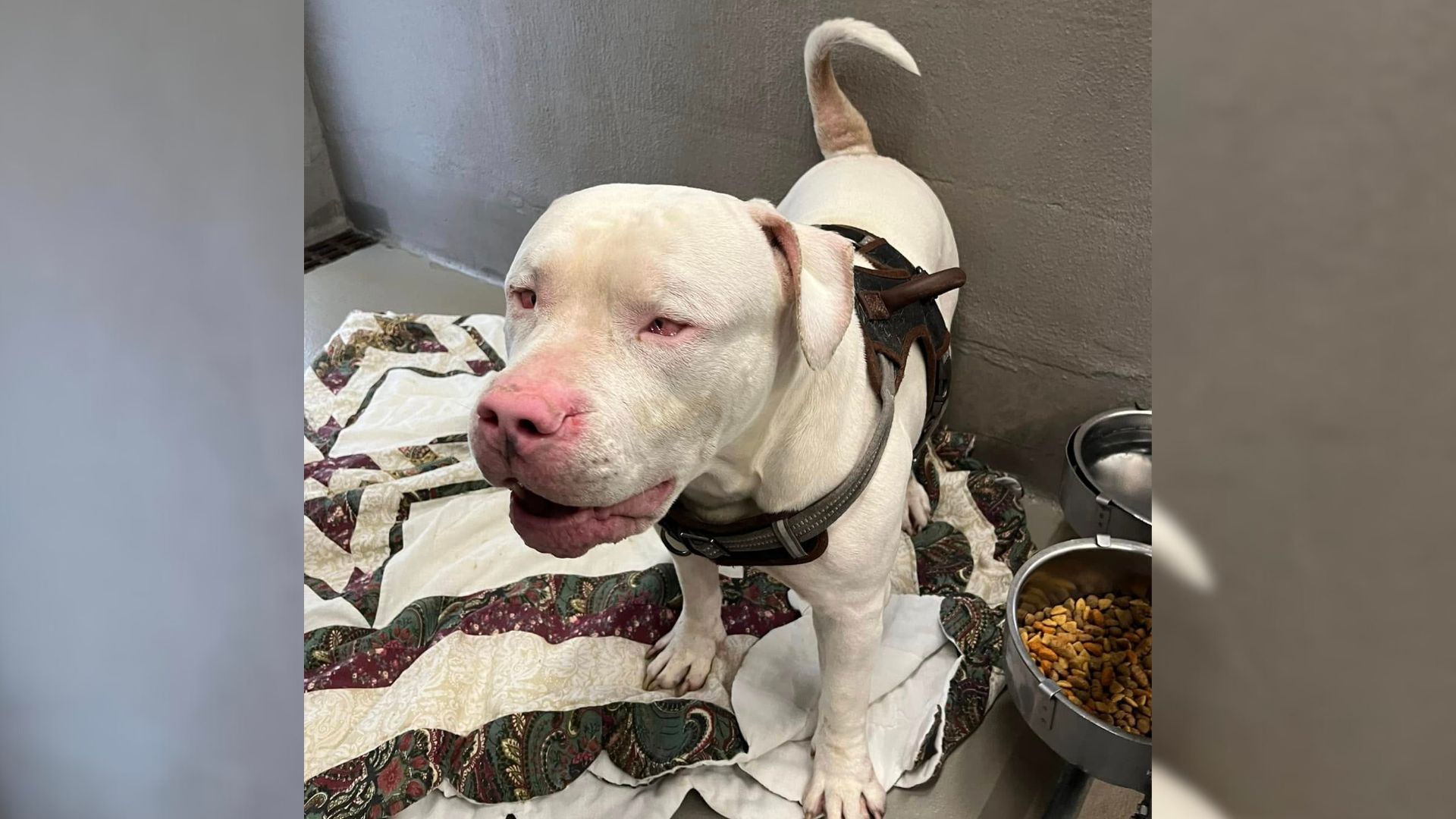 A Blind And Deaf Senior Pittie Abandoned At The Shelter Becomes A Valentine’s Gift For A New Jersey Couple