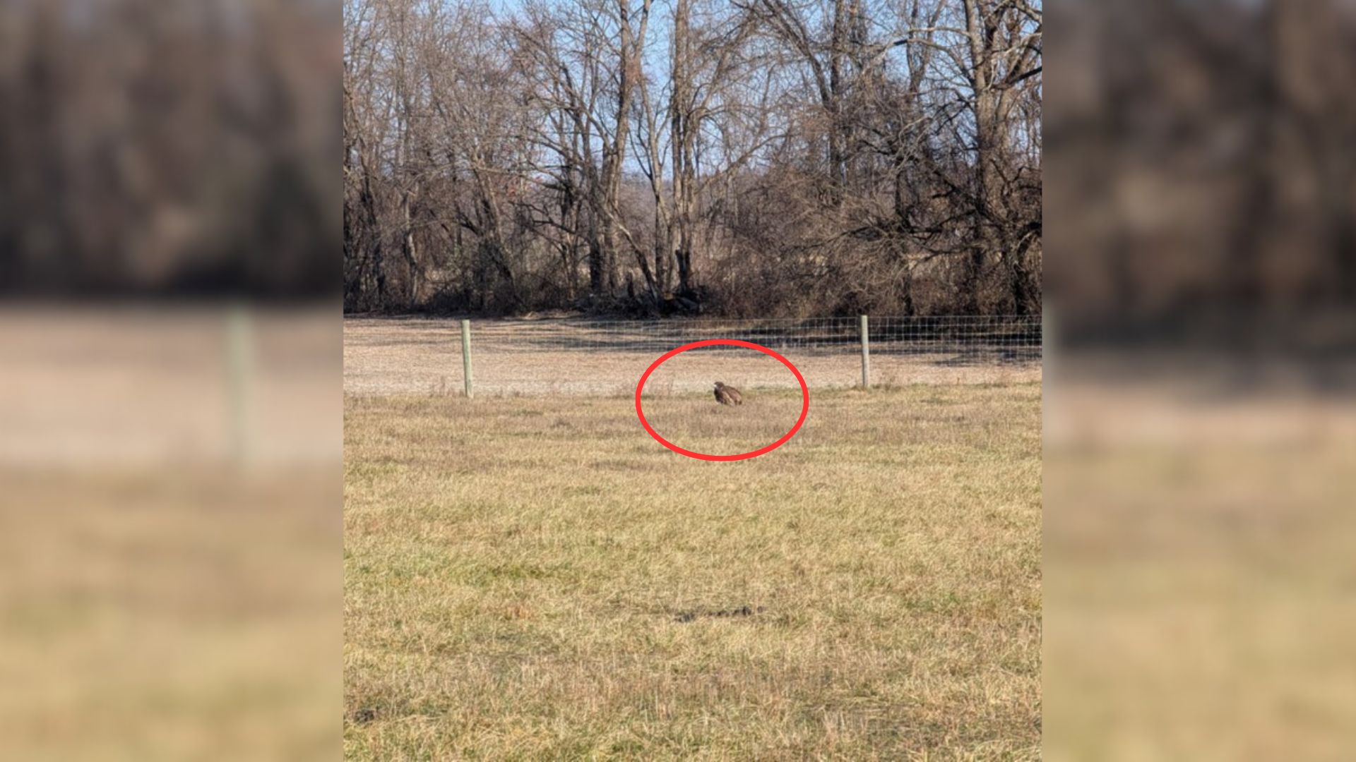 A Kid From Pennsylvania Spotted A Mysterious Animal Lying By The Fence, And Called For Help