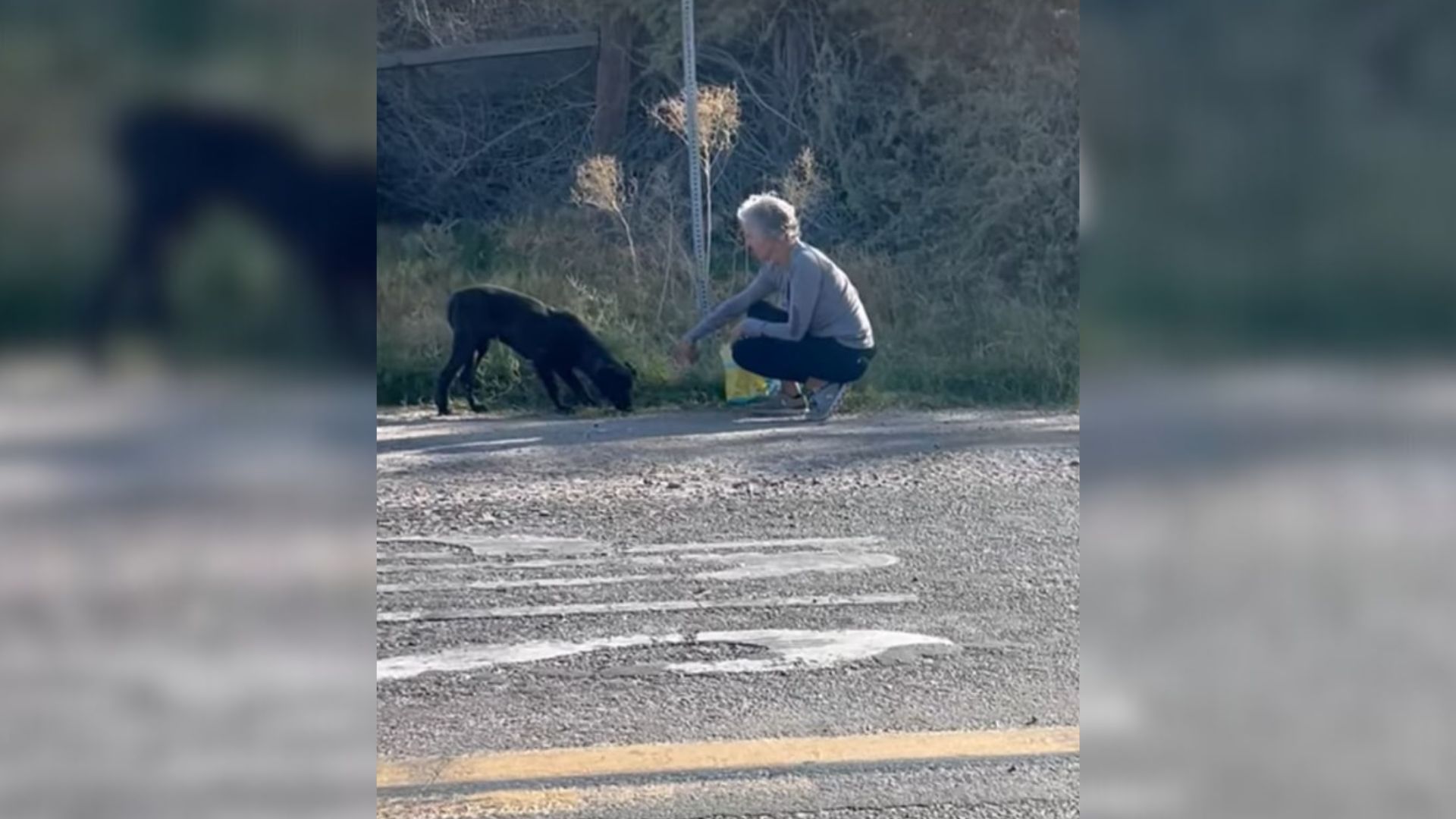 A Skittish Puppy Wandering The Streets Gets A Second Chance Thanks To A Kind Horse Vet