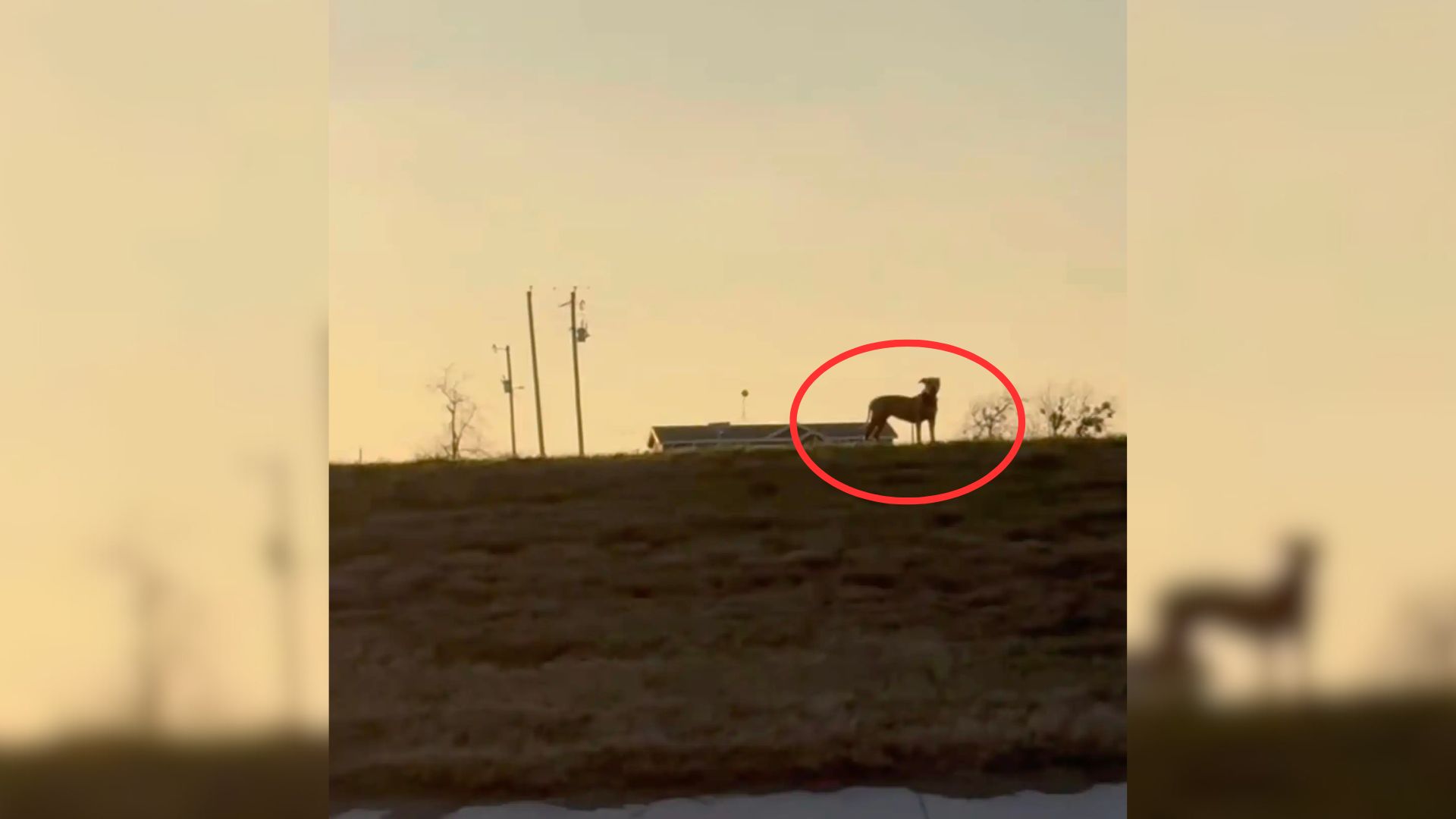 A Texas Volunteer Spots A Helpless Furry Creature Stranded In Highway Traffic And Rushes To Her Aid