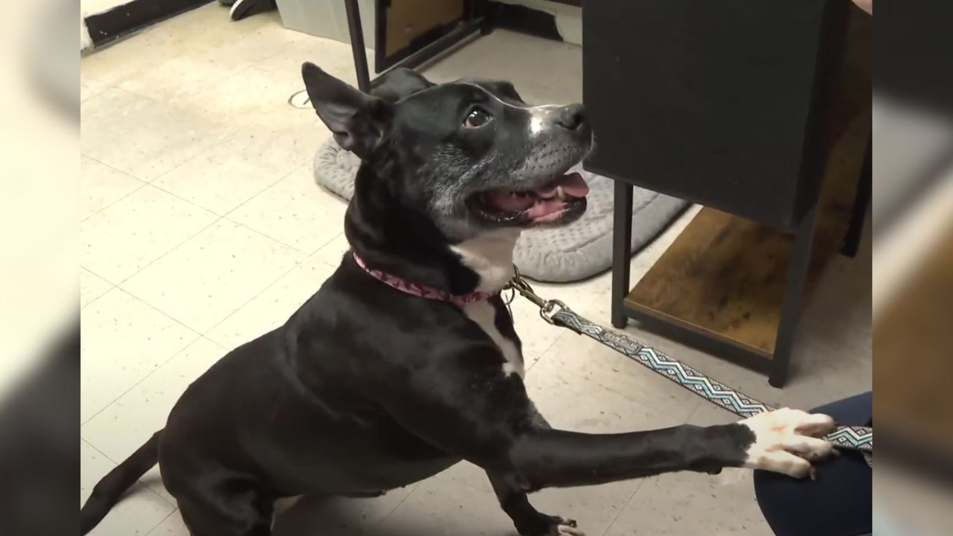 Ohio Dog Spends 7 Years In Shelter After Being Tied Up And Abandoned By Owners