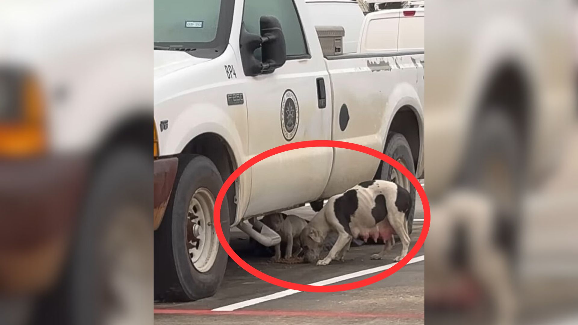 Dog Saved From The Streets Has The Most Heartwarming Reaction To Being Adopted