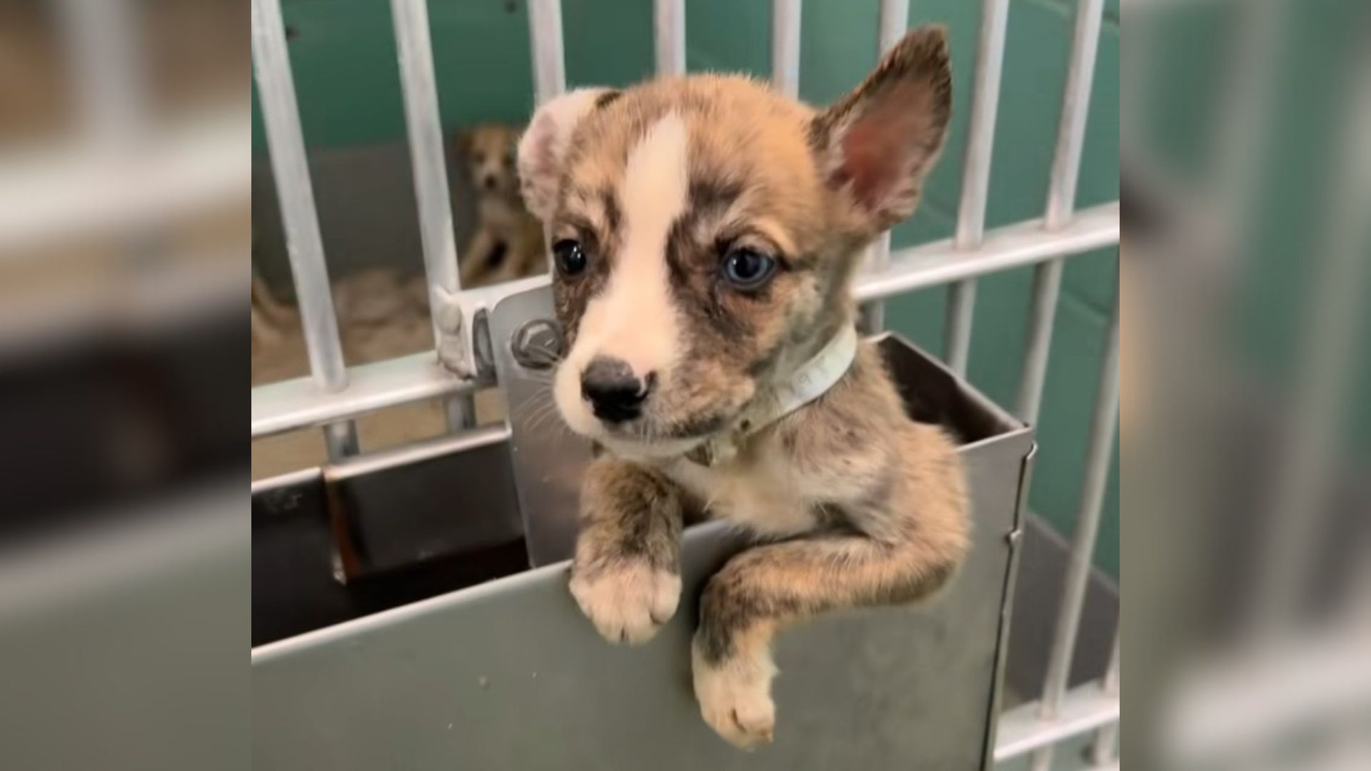 Texas Puppy Facing Euthanasia Steals Hearts After Trying To Save Himself And His Littermates