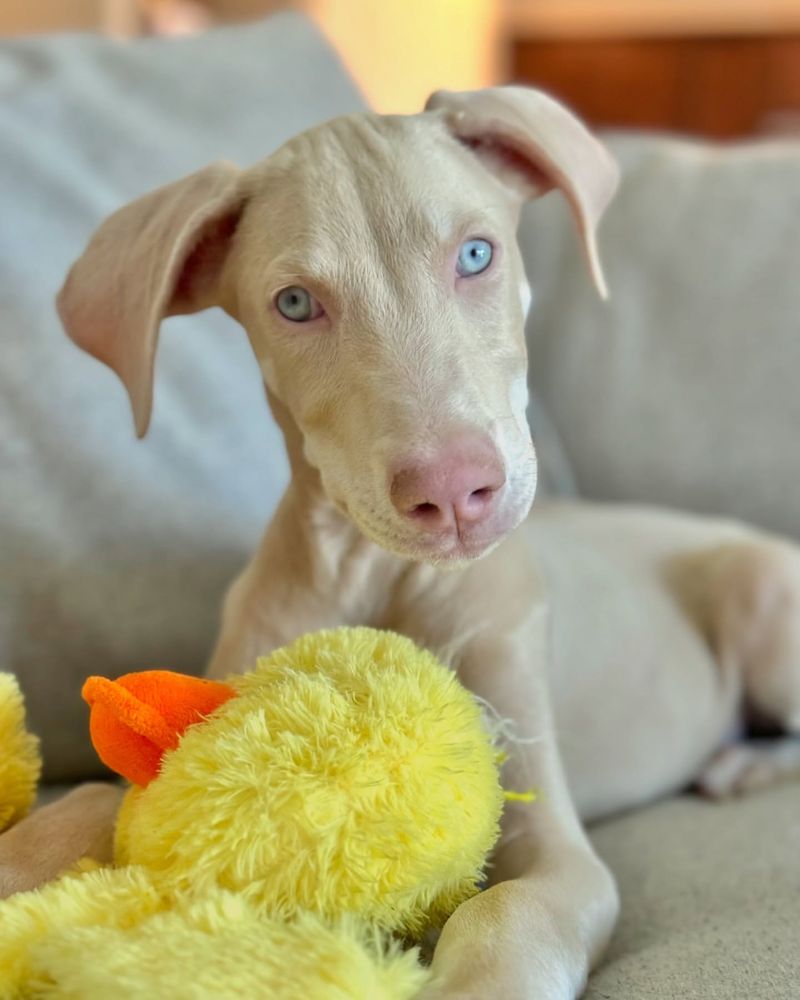 Albino Doberman