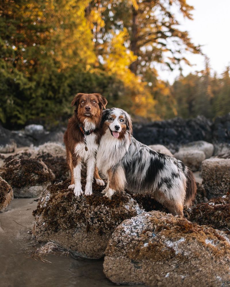 Australian Shepherd