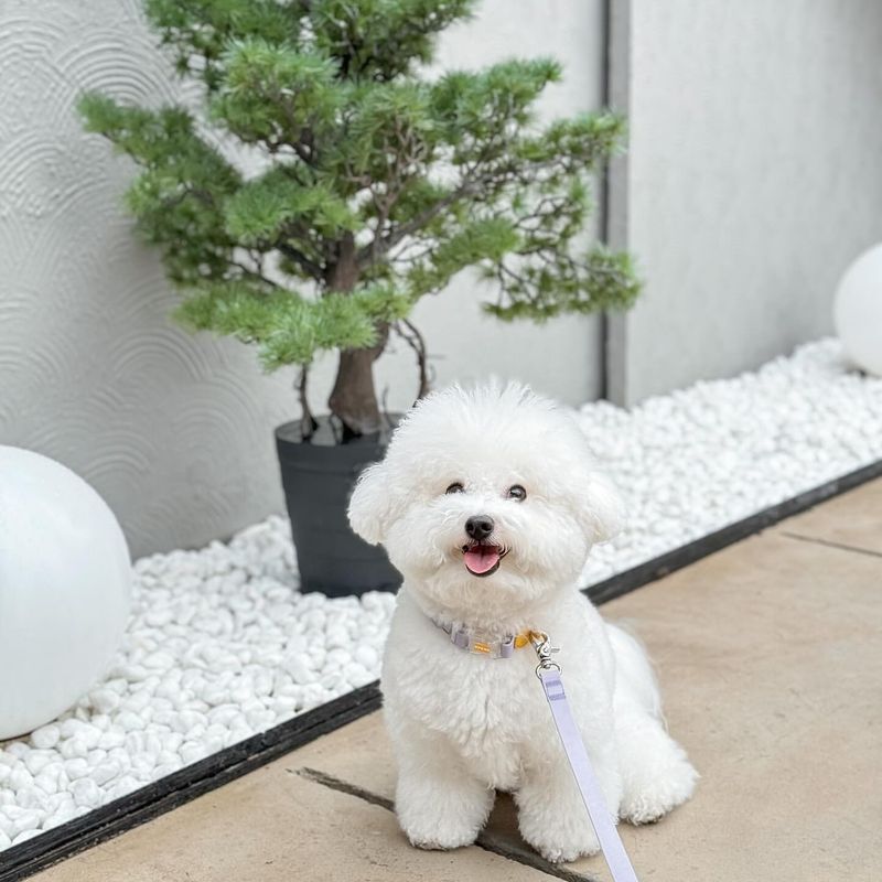 Bichon Frise