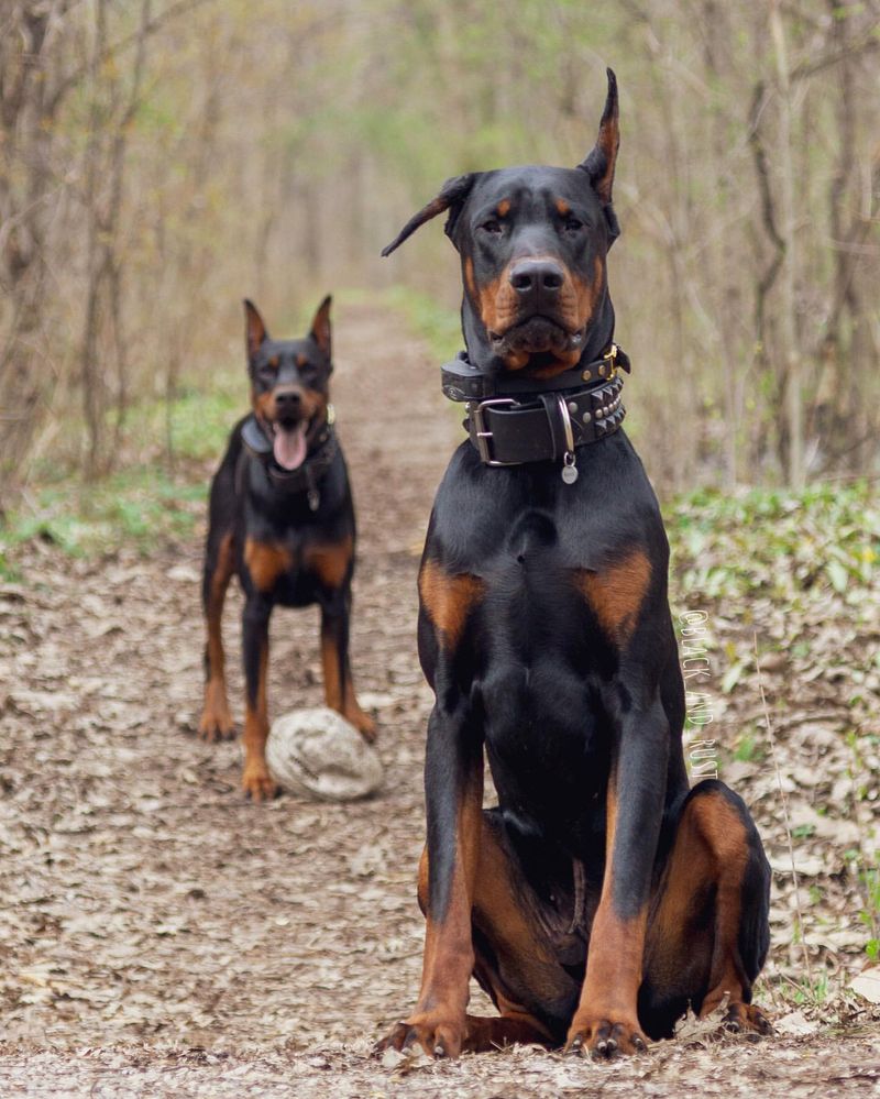 Black and Rust Doberman